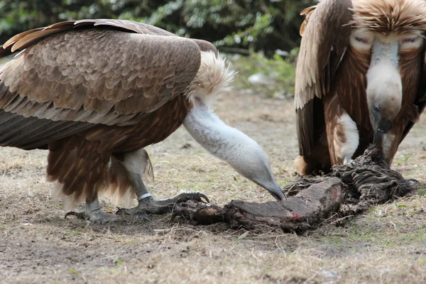 An African vultures — Stock Photo, Image