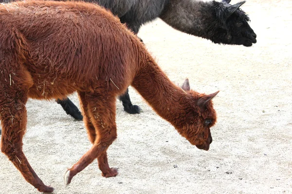 Bir lama — Stok fotoğraf