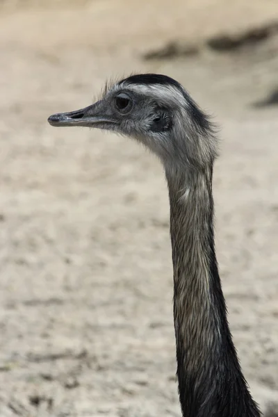 En trevlig australisk emu — Stockfoto