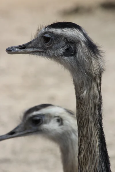 Güzel bir Avustralyalı emu — Stok fotoğraf