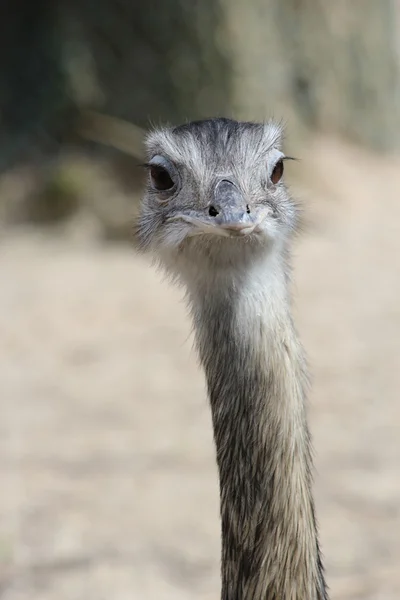 Ein netter australischer emu — Stockfoto