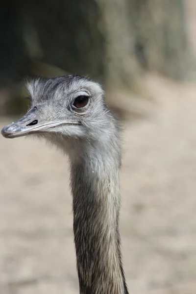 Um Emu australiano agradável — Fotografia de Stock