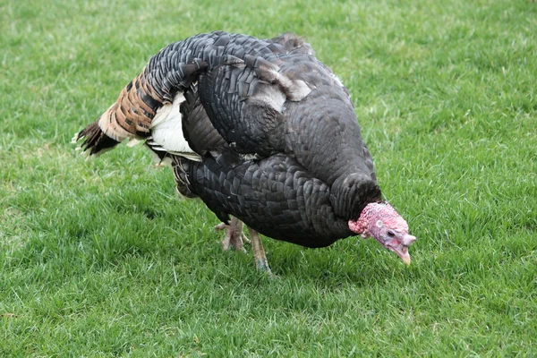 A turkey — Stock Photo, Image