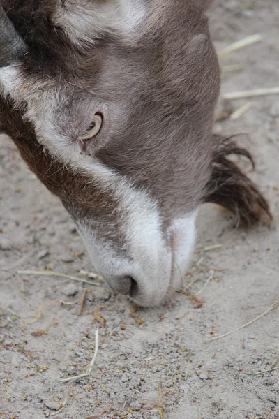 Uma cabra. — Fotografia de Stock
