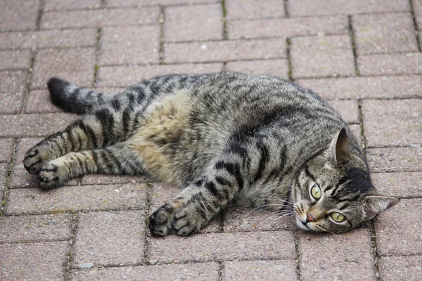Eine liegende Katze — Stockfoto