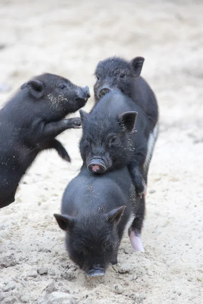 小さな赤ちゃん子豚は、楽しい時を過す — ストック写真