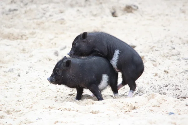 Küçük bebek domuzcuk iyi eğlenceler — Stok fotoğraf