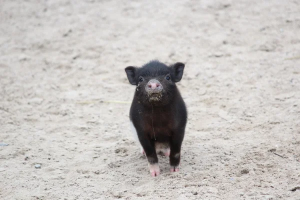 Küçük bebek domuzcuk iyi eğlenceler — Stok fotoğraf