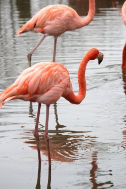 güzel bir flamingo