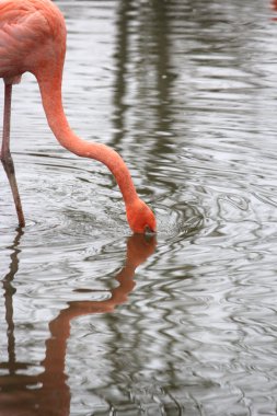 güzel bir flamingo