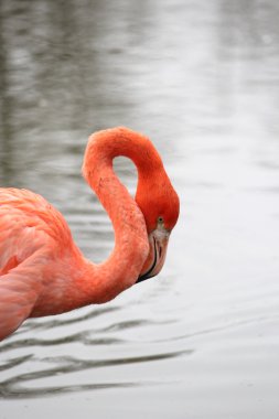 güzel bir flamingo