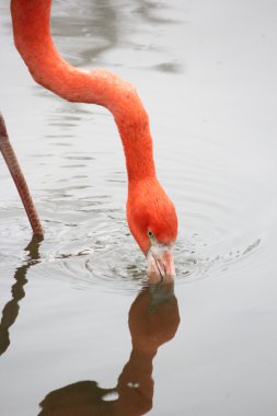 güzel bir flamingo