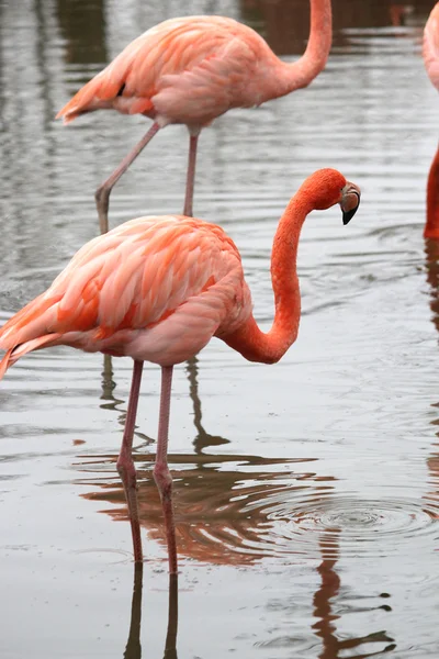 Ein schöner Flamingo — Stockfoto