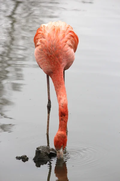 Ein schöner Flamingo — Stockfoto