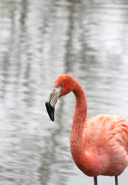 Krásné flamingo — Stock fotografie