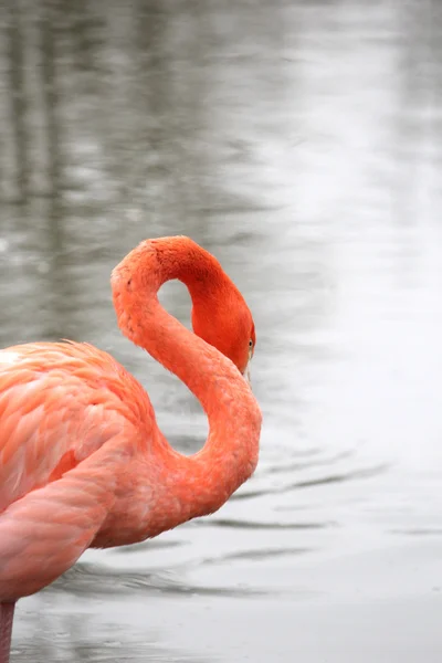 Ein schöner Flamingo — Stockfoto
