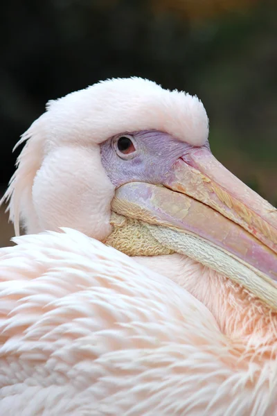 An African pelican — Stock Photo, Image
