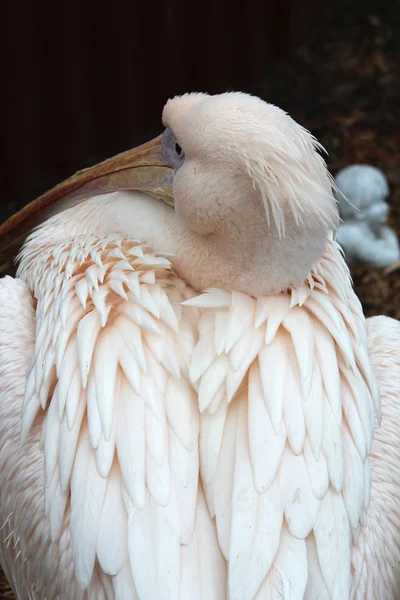 Африканский пеликан — стоковое фото