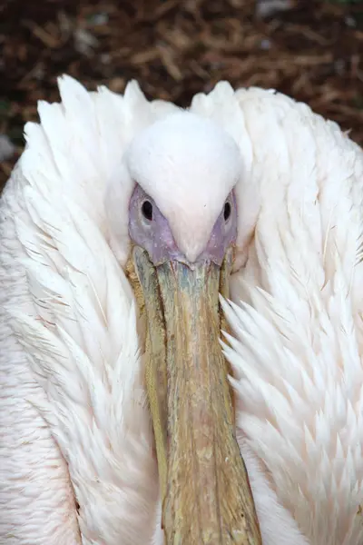 Um pelicano africano — Fotografia de Stock