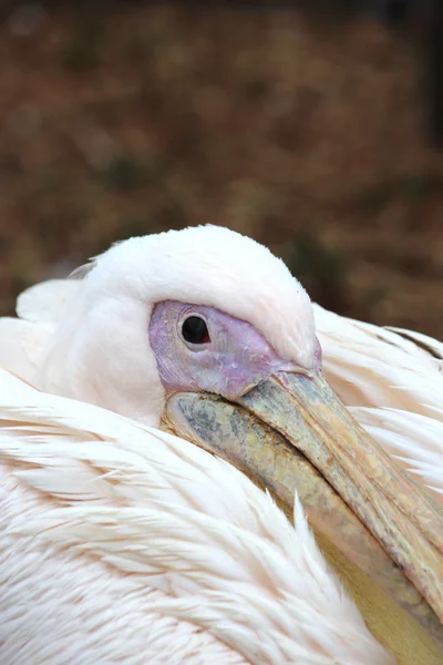 Африканський Пелікан — стокове фото