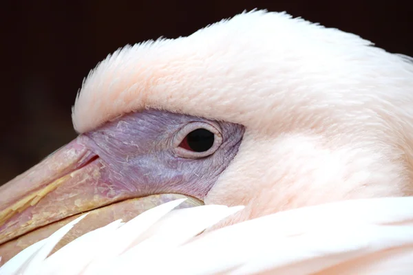 Afrikalı bir Pelikan — Stok fotoğraf
