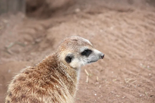 An African meerkats — Stock Photo, Image