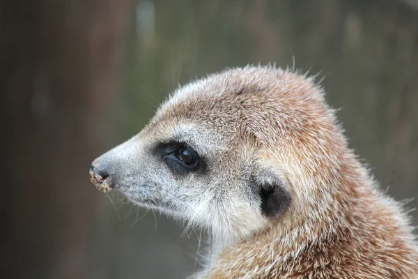 An African meerkats — Stock Photo, Image