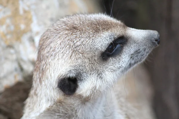 Um africano meerkats — Fotografia de Stock