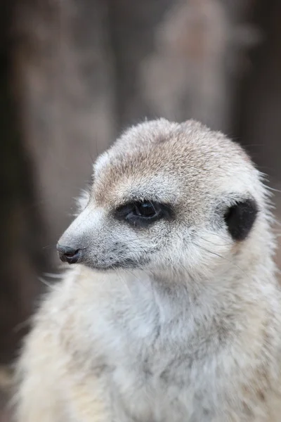 Un suricato africano — Foto Stock