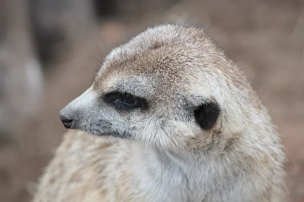 Un suricata africano — Foto de Stock