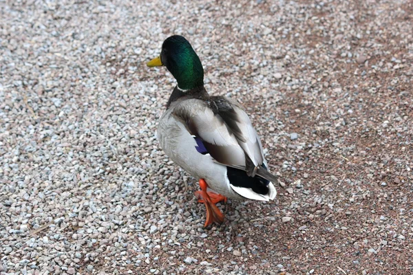 A beautiful duck — Stock Photo, Image