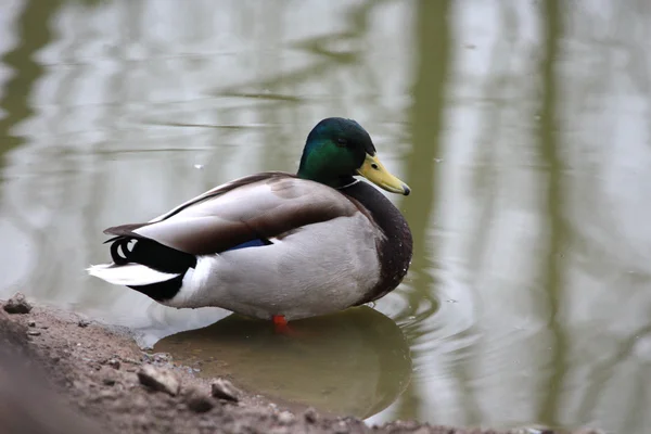 Un hermoso pato — Foto de Stock
