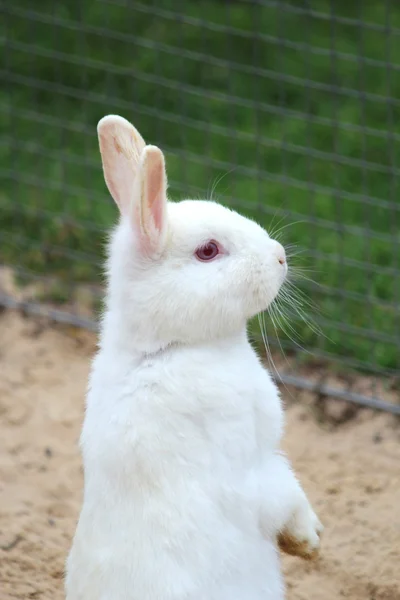 Um coelhinho bonito — Fotografia de Stock