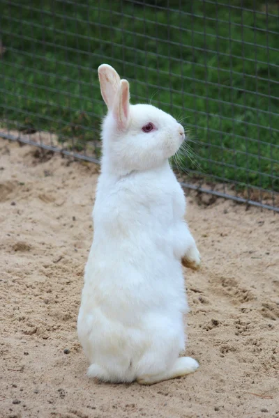 可爱的小兔子 — 图库照片