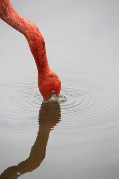 A beautiful flamingo Stock Image