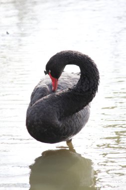 A beautiful black swan clipart