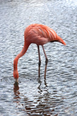 güzel bir flamingo