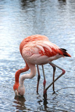 güzel bir flamingo