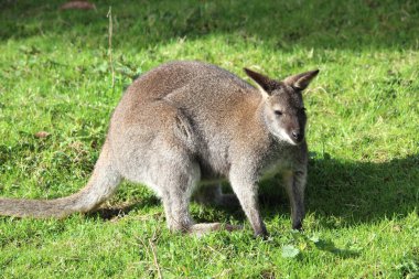Avustralyalı bir kanguru
