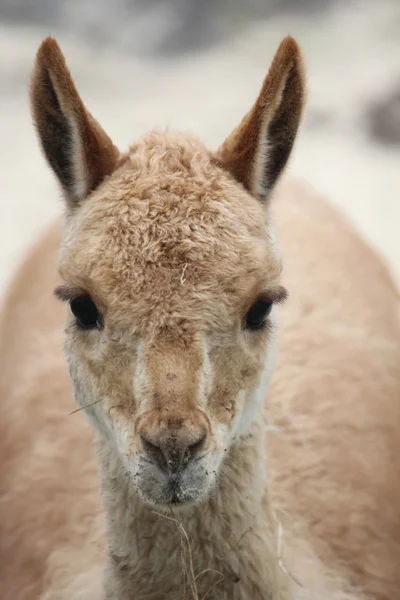 stock image An American Lama