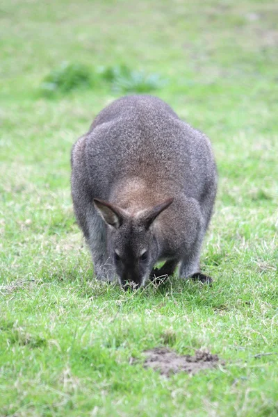 オーストラリア産のワラビー — ストック写真