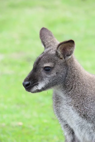 オーストラリア産のワラビー — ストック写真
