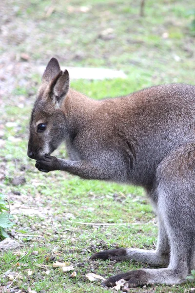 Un wallaby australiano — Foto de Stock