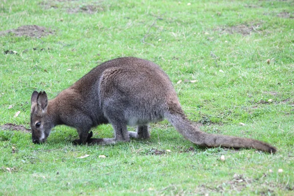Ein australisches Wallaby — Stockfoto