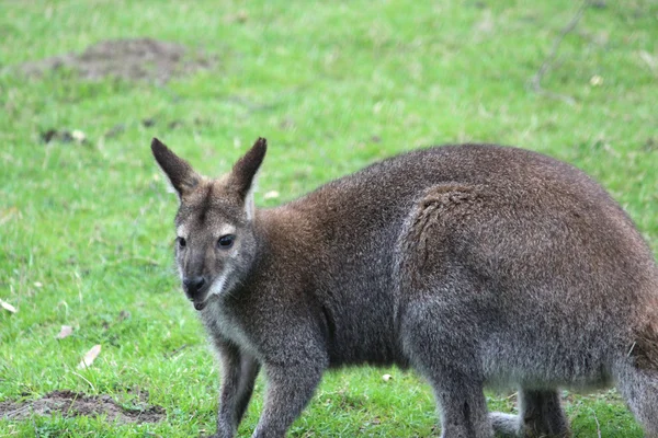 Egy ausztrál wallaby — Stock Fotó