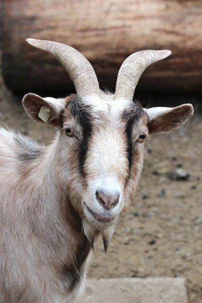 Beautiful goat — Stock Photo, Image