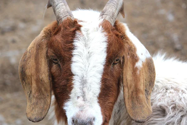 Krásné kozy — Stock fotografie