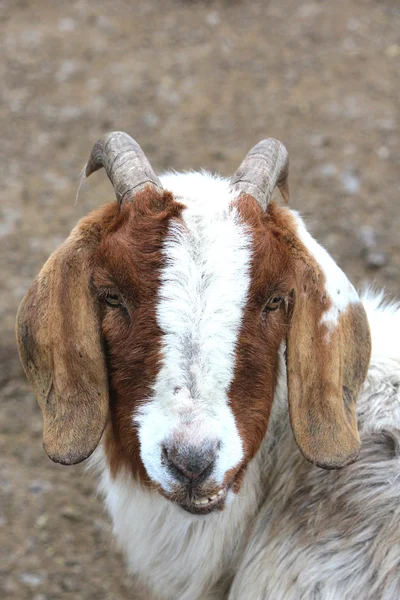 Krásné kozy — Stock fotografie
