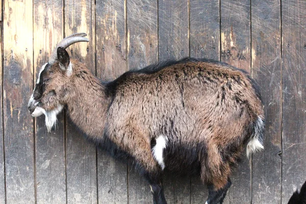 Beautiful goat — Stock Photo, Image
