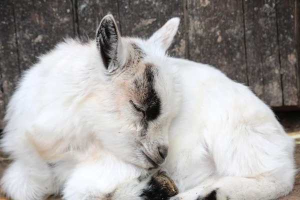 Piękne koza — Zdjęcie stockowe